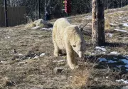 Wilder Institute/Calgary Zoo Unveils New Polar Bear Yelle, Described as 'The Extrovert'