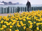 Windsor Named Canada's Top Pollen Hotspot for Allergy Sufferers