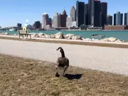 Windsor to Relocate Canada Geese as Part of Urban Wildlife Management Strategy
