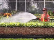 Windsor's Annual Perennial Plant Sale Set for May 2 at Jackson Park