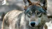 Wolf Attack Claims Dog on Vancouver Island, Conservation Officers Confirm