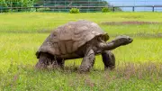 World's Oldest Tortoise Jonathan Alive and Well, Death Rumors Debunked