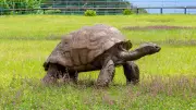 World's Oldest Tortoise Jonathan Alive and Well, Dispelling Death Rumors