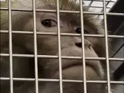 York University Primate Lab Faces Inquiry Over Alleged Macaque Abuse