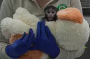 Yuji the Baby Monkey Finds Solace in Plush Toy at Mexican Zoo