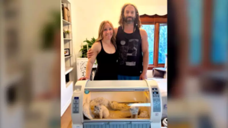 12 Kittens Rescued from Saskatoon Apartment Fire Get Help from Donated Incubator
