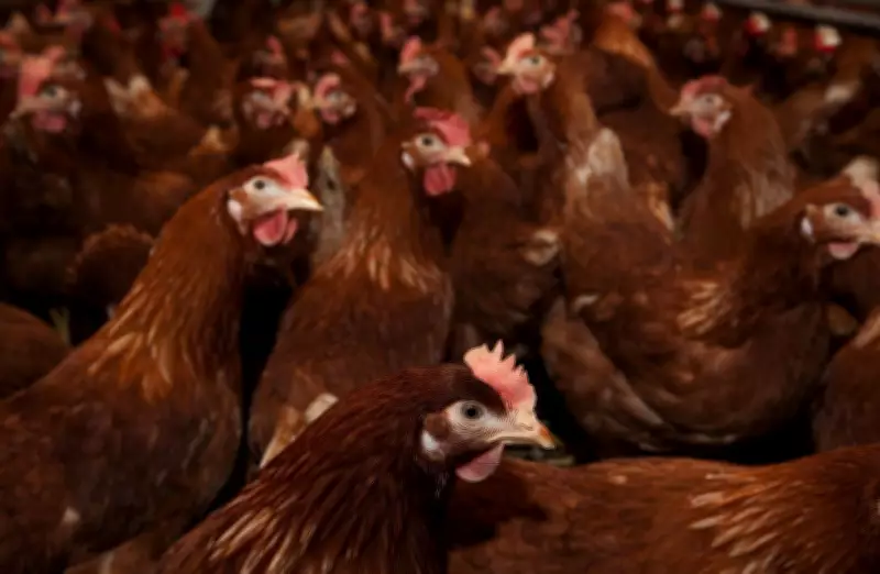165,000 Chickens Dead in Abbotsford Barn Fire