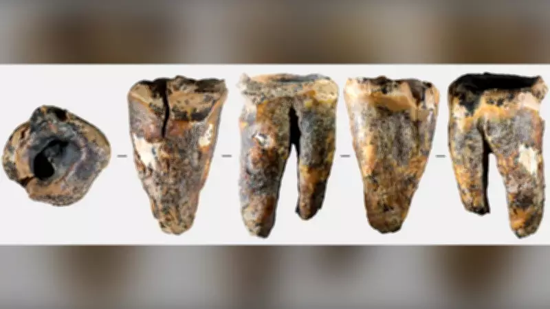 59,000-Year-Old Neanderthal Tooth Reveals Ancient Dental Care