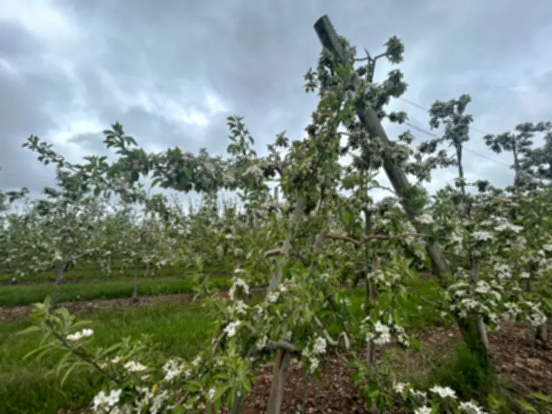 93rd Apple Blossom Festival Begins in Nova Scotia's Annapolis Valley