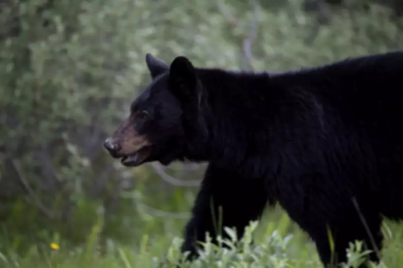 Aggressive Black Bear Killed in Golden Ears Provincial Park