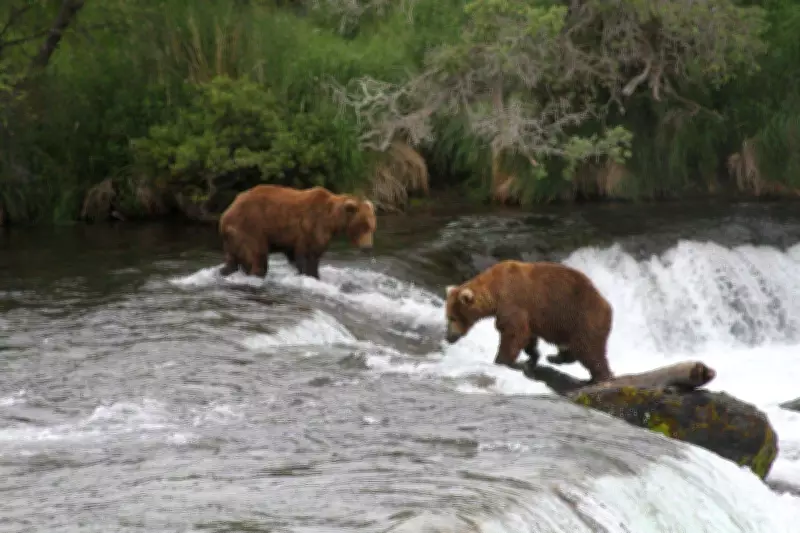Alaska Wildlife Agents Can Kill Bears from Helicopters to Protect Caribou, Judge Rules