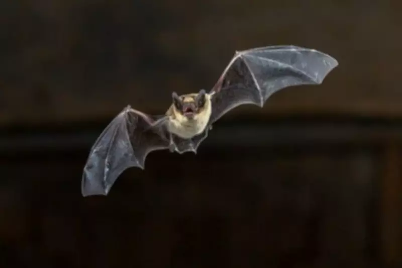 Alberta Students Treated for Rabies After Bat Exposure
