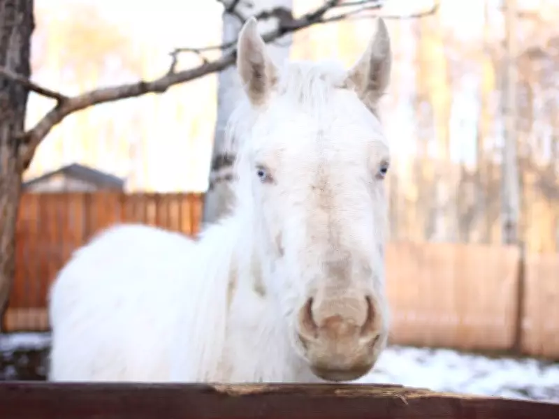 Alberta's Last Horse Slaughterhouse Closes, Leaving Only One in Canada