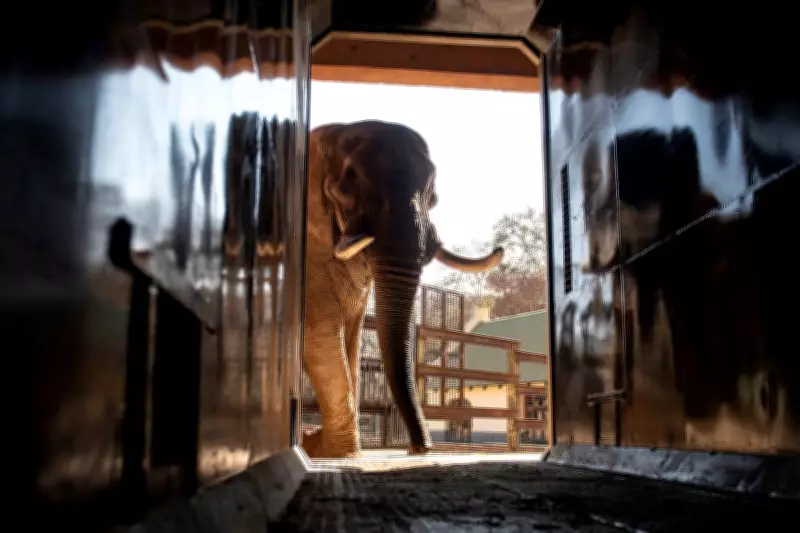 Animal Welfare Groups Sue to Move Depressed Elephants from South African Zoo