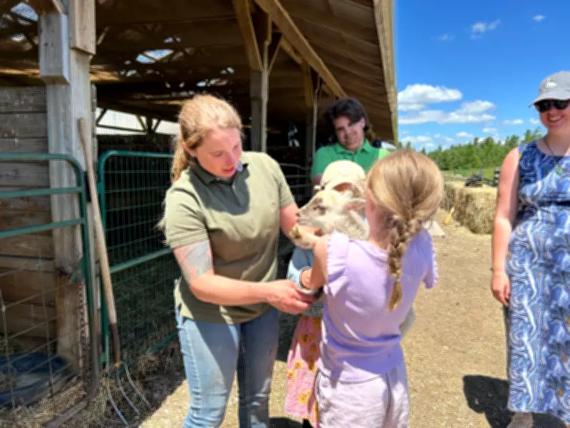 Annual Shearing Day in Cambridge Educates Public on Wool Production