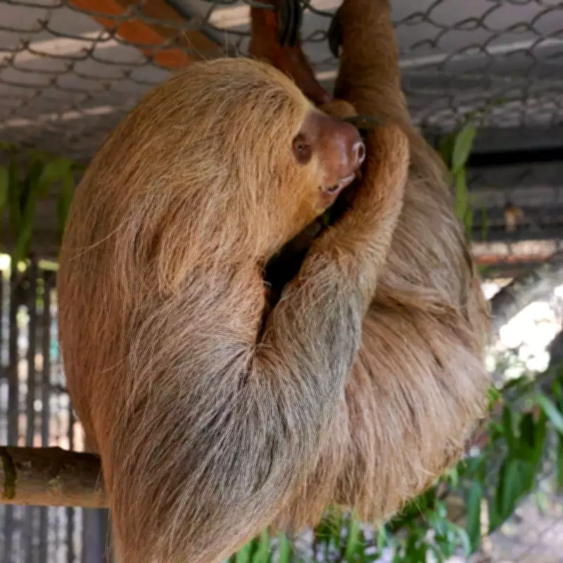 Another Sloth Dies at Central Florida Zoo Amid Probe into Troubled Attraction