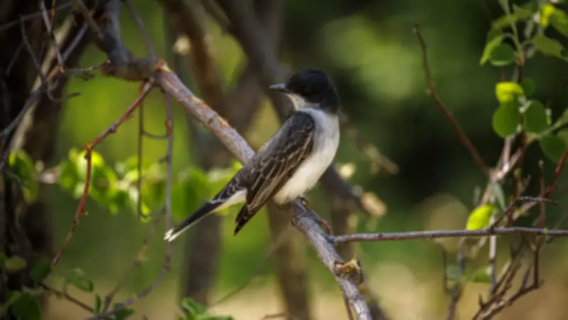 Appreciating Birds and the Kindness of Strangers on the Road