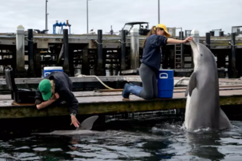 Are Military Dolphins Patrolling the Strait of Hormuz?