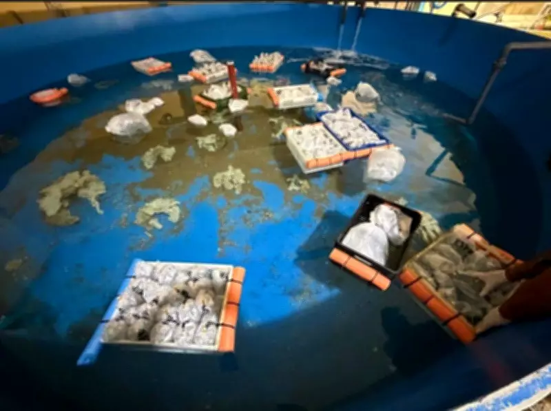 Argentina Seizes 700 Trafficked Marine Animals from Kenya in Major Bust