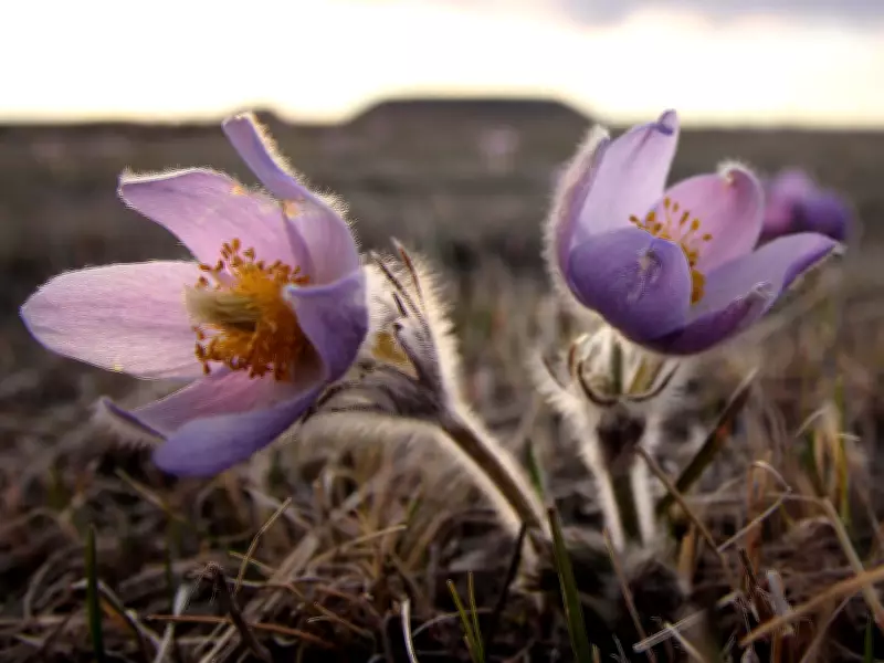 Awaiting Spring Blooms: Mike Drew's Floral Photography Across Alberta