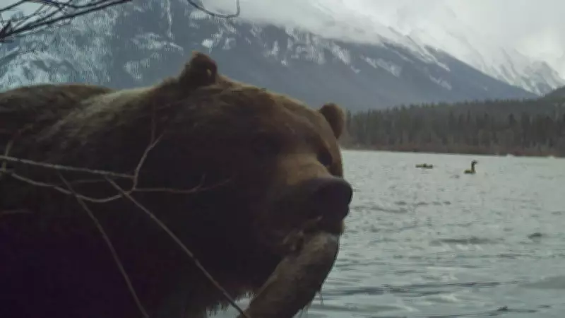 Banff Bear Photobomb Highlights Wildlife Safety: 'Best Left Undisturbed'