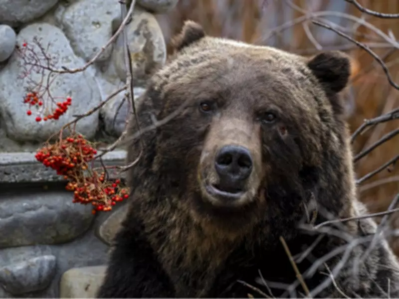 Banff Grizzlies at Risk if Hunt Returns, Say Bear Experts