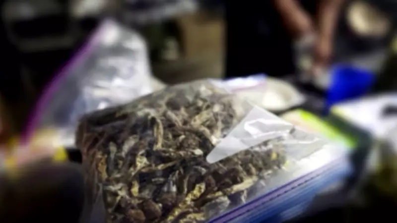 Barrie Police Crack Down on Magic Mushroom Shops in Citywide Raids