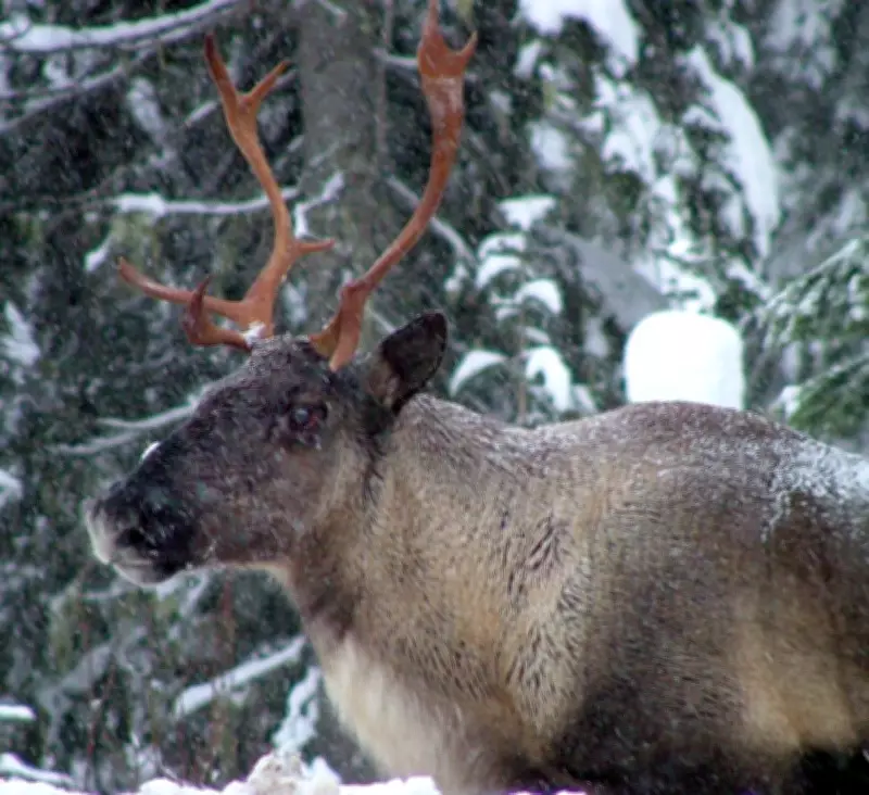 B.C. Allowed Logging in Caribou Habitat Despite Ministry Warning