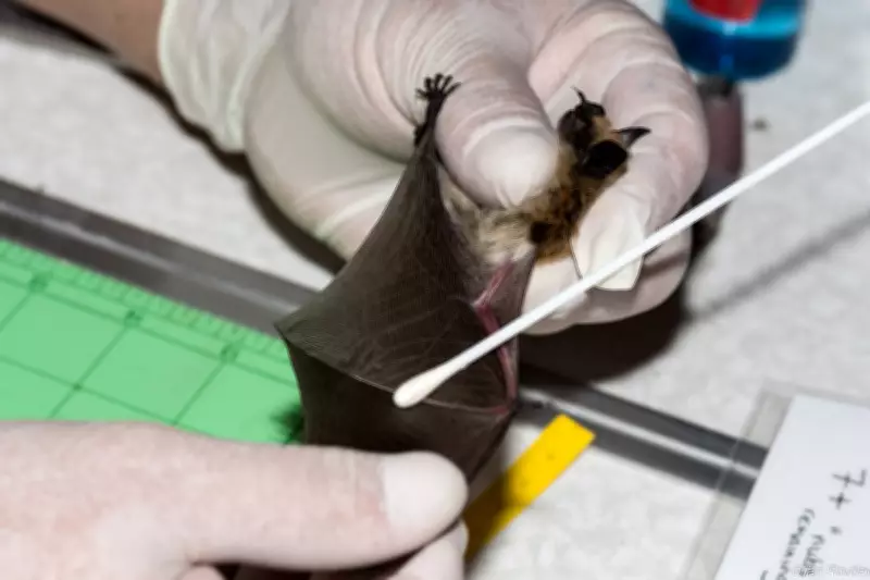 B.C. Bats Face Peril from Trump Funding Cuts, Say Biologists