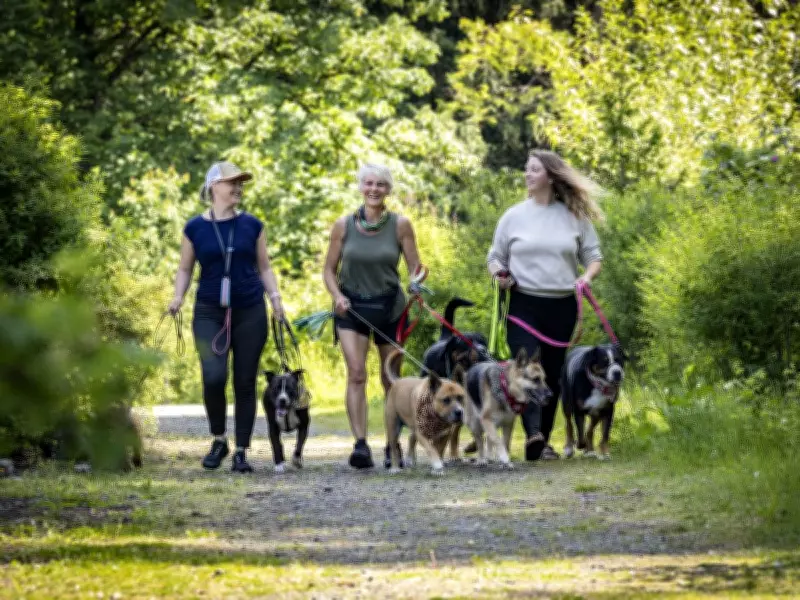 B.C. Hikers and Pet Owners Urged to Check for Ticks as Populations Rise