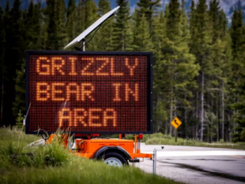 Bear Activity Forces Ban on Foot, Bike Traffic on Highway 40 in Kananaskis