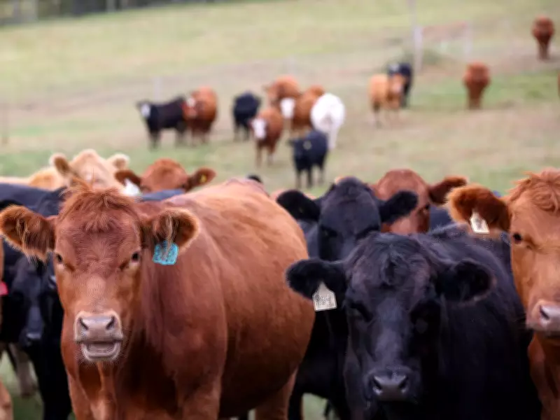 Beef Prices Stay High: Why Sirloins and Ground Beef Won't Drop Soon