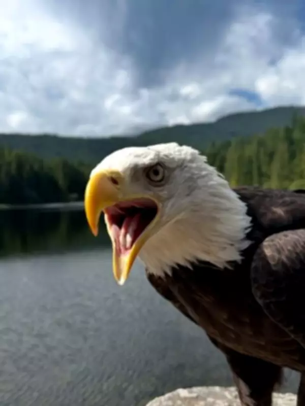 Beloved B.C. Eagle Hercules Found Safe After Disappearance
