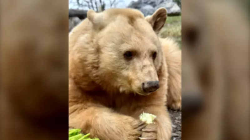 Beloved 'Blond' Calgary Bear Manuka Leaving Zoo in Early June