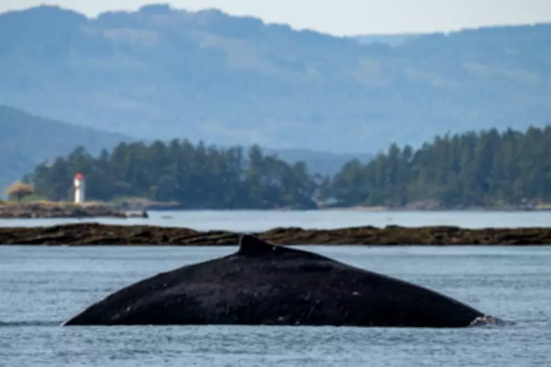 Beloved Humpback 'Big Mama' Returns to B.C. Waters from Hawaii Migration