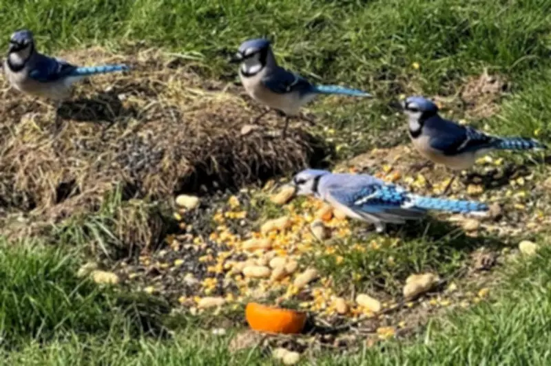 Birds Fear Women More Than Men, Even in Disguise, Study Reveals
