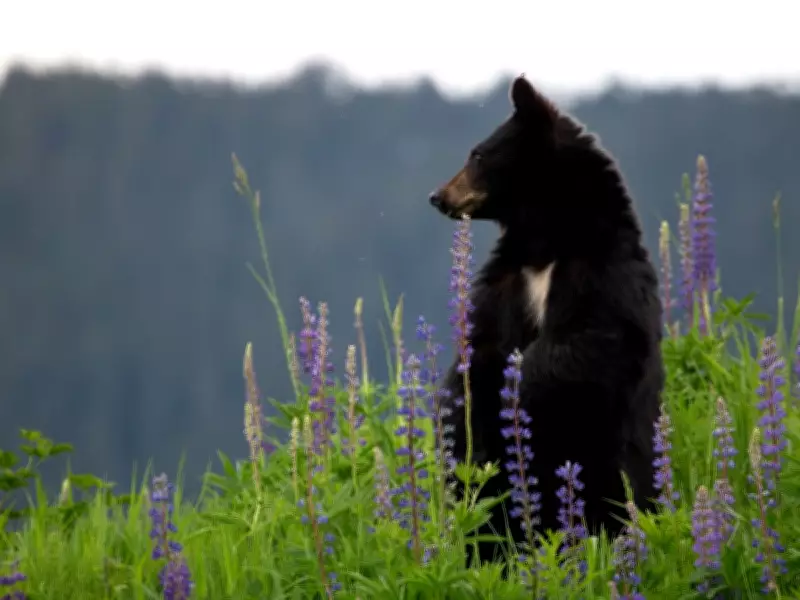 Black Bear Euthanized After Fatal Attack on Contractor Near Points North Landing
