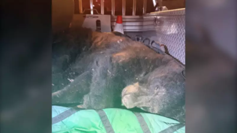 Black Bear Spotted in East Vancouver Safely Relocated by Police