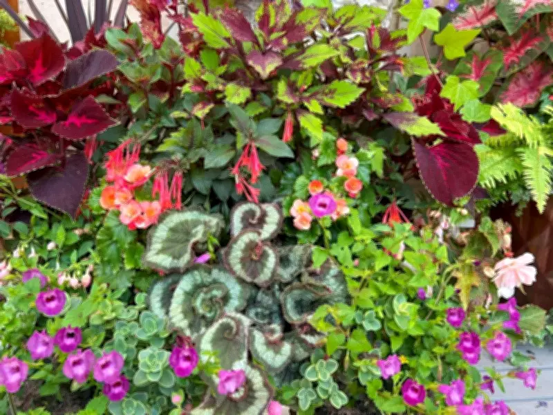 Brian Minter: Innovative Container Gardening with Tropical Plants