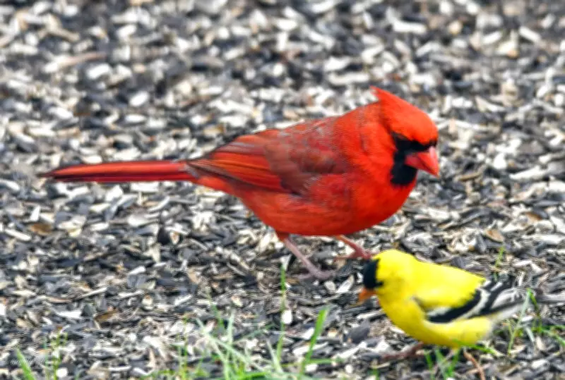 Caledon Receives Official Bird Friendly Certification