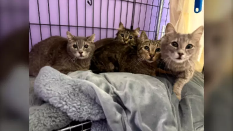 Calgary Animal Rescue Gets 16 Cats, 3 Give Birth on Mother's Day