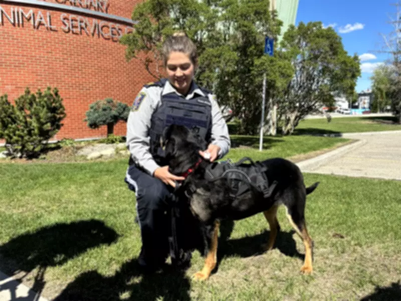 Calgary Peace Officers to Boost Pet Licensing Enforcement This Spring