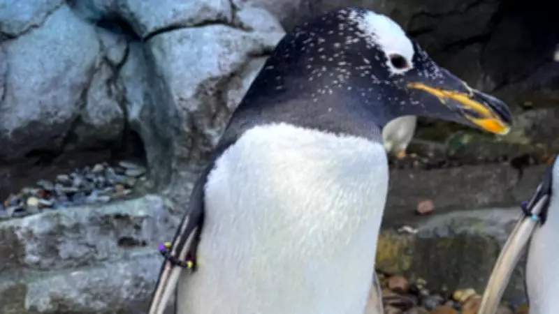 Calgary Zoo Euthanizes Gentoo Penguin Akio Due to Health Issues