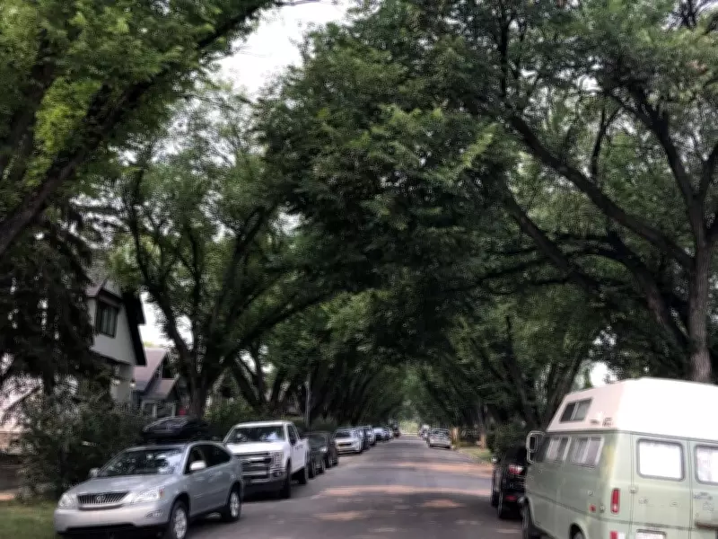 Calgary's Free Tree Program Lacks Essential Follow-Up Care, Critics Say