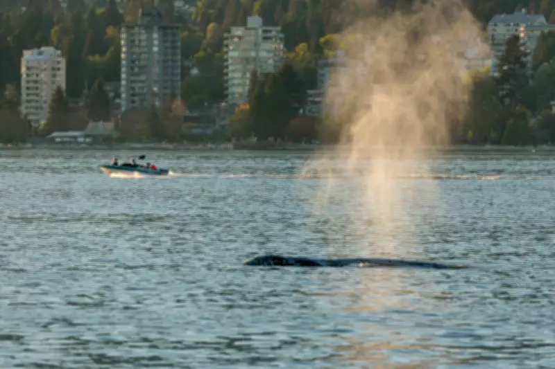 Canada Proposes $164M for Whale Protection Off B.C. Coast