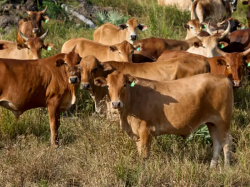 Canada's Beef Producers Warn Mercosur Trade Deal Could Devastate Industry