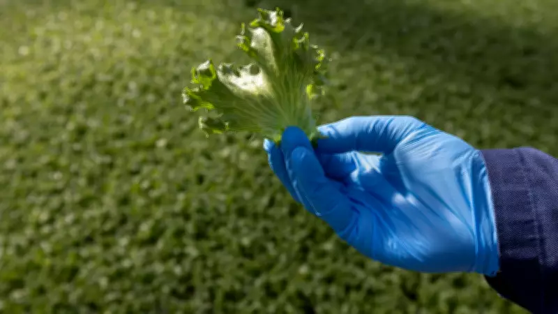 Canadian Entrepreneur Builds $50M Automated Greenhouse to End U.S. Lettuce Monopoly