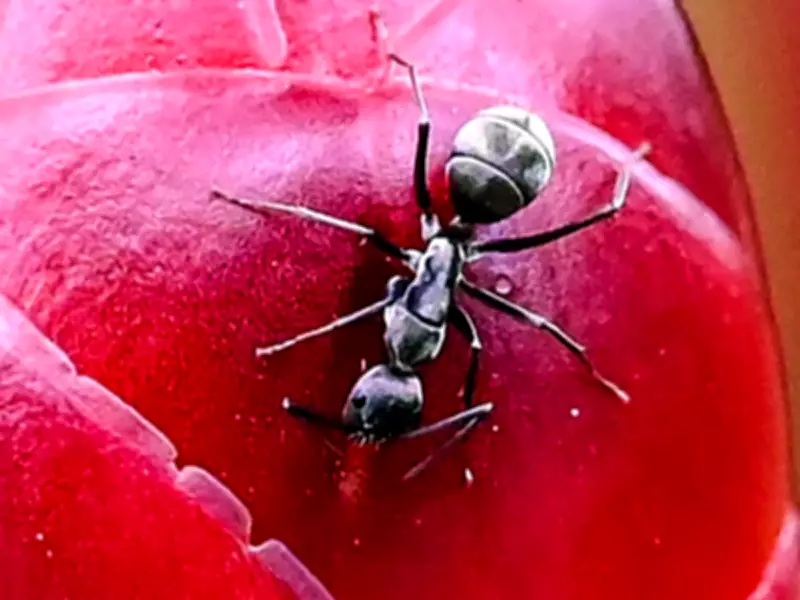 Canadian Hospital Postpones Surgeries Due to Ants in Operating Room