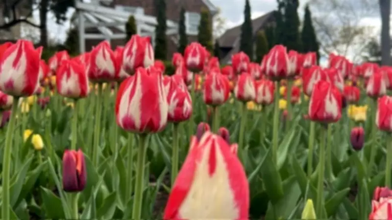Canadian Tulip Festival Launches Busy Ottawa Tourism Season