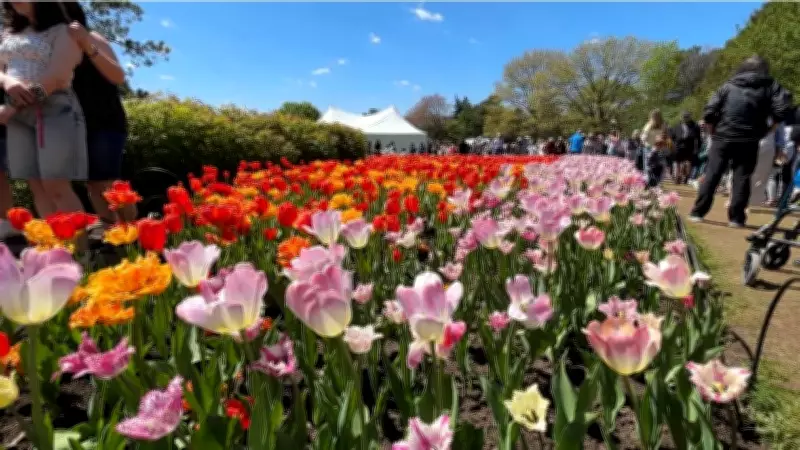 Canadian Tulip Festival Wraps Up 74th Season in Ottawa